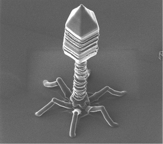 Illustration for article titled Nanometer-Wide PicoToilet, Plus a Gallery of Micrographs
